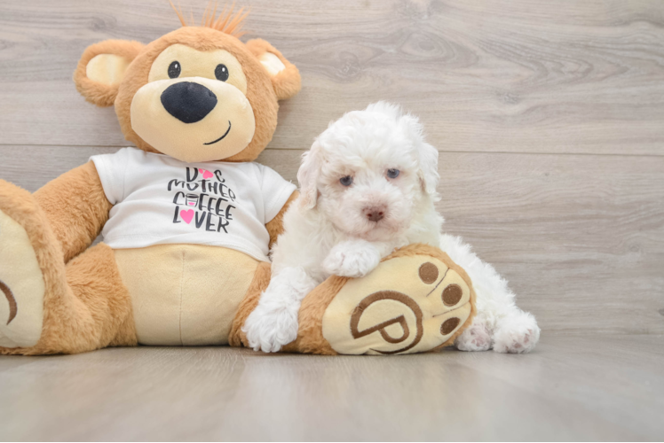 Best Poodle Baby