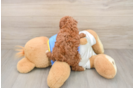 Poodle Puppy for Adoption