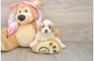 Best Poodle Baby