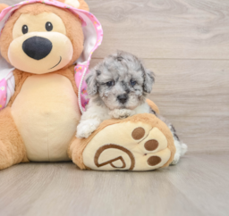 7 week old Poodle Puppy For Sale - Lone Star Pups