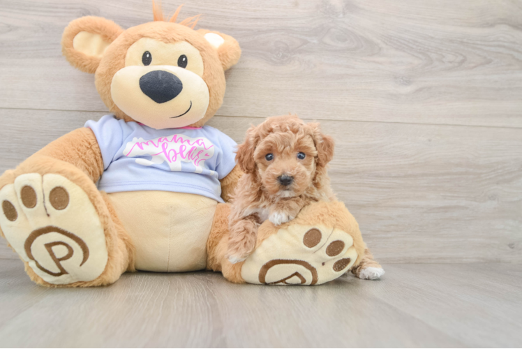 Poodle Puppy for Adoption