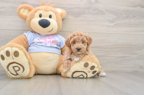 Poodle Puppy for Adoption