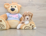 5 week old Poodle Puppy For Sale - Lone Star Pups