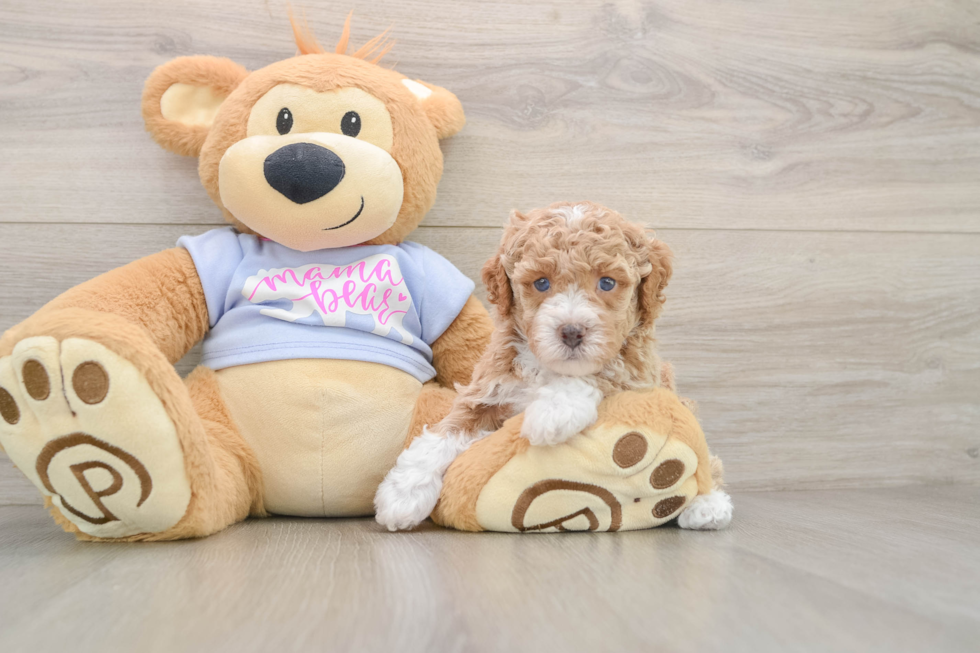 Poodle Puppy for Adoption