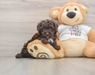 7 week old Poodle Puppy For Sale - Lone Star Pups