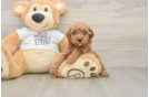 Playful Poodle Baby