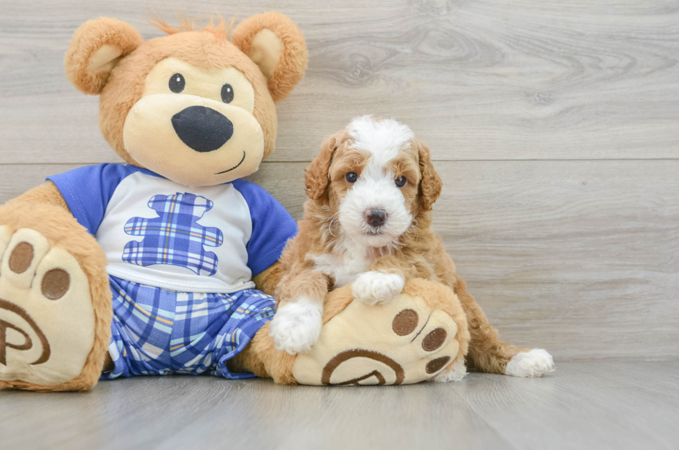 5 week old Poodle Puppy For Sale - Lone Star Pups