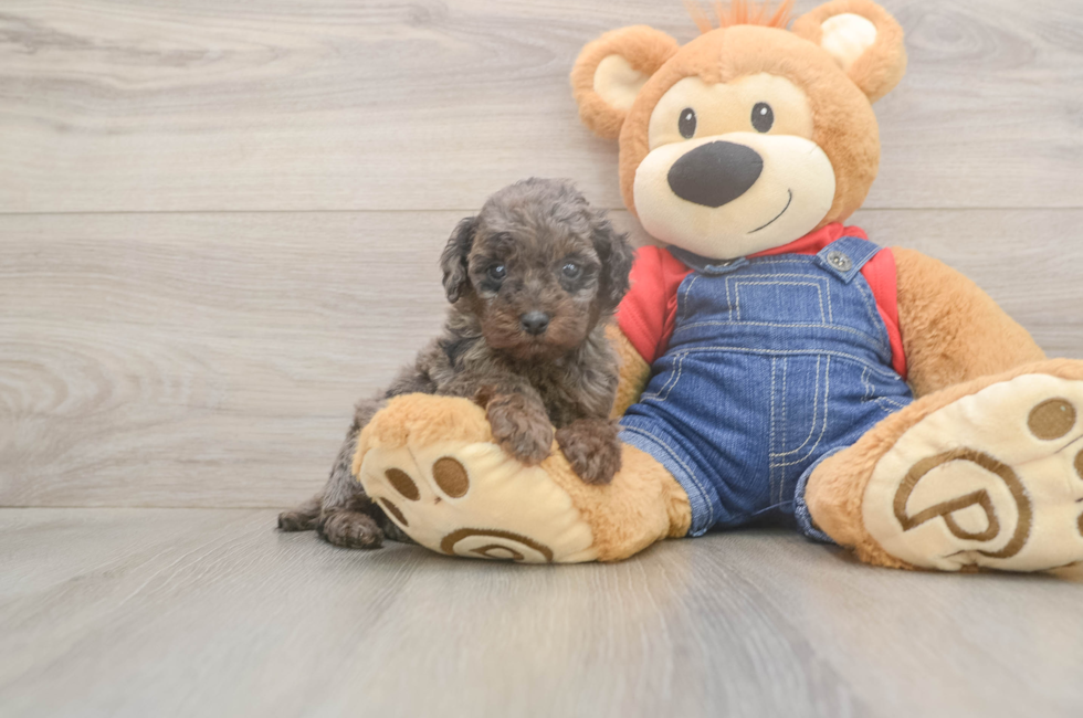 6 week old Poodle Puppy For Sale - Lone Star Pups