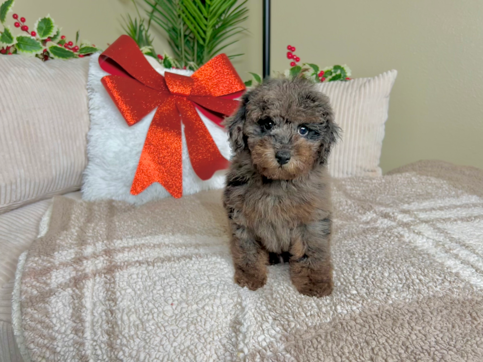 Cute Poodle Purebred Pup