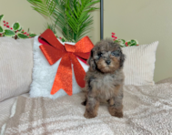 10 week old Poodle Puppy For Sale - Lone Star Pups