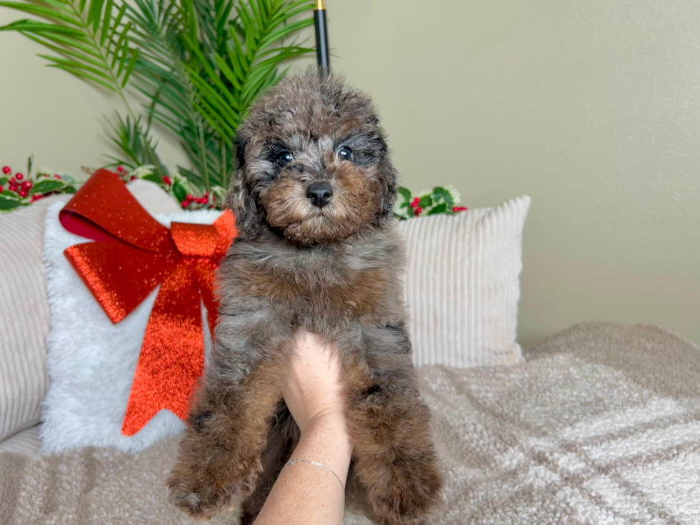 Cute Poodle Purebred Pup