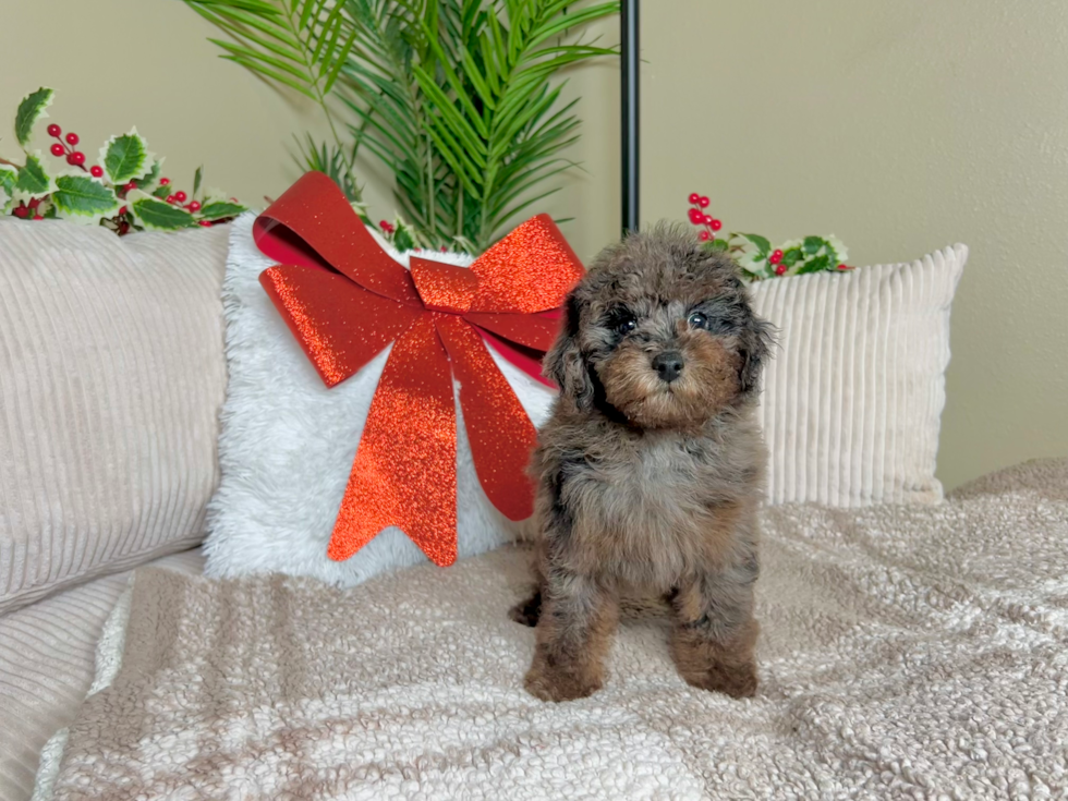 Poodle Pup Being Cute