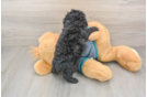Hypoallergenic Poodle Purebred Pup