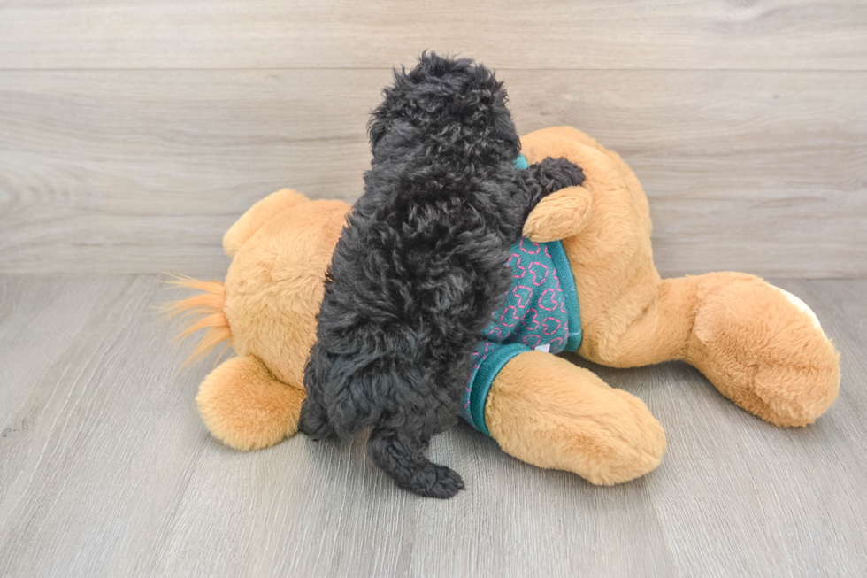 Hypoallergenic Poodle Purebred Pup