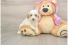 Funny Poodle Purebred Pup