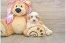 Poodle Puppy for Adoption