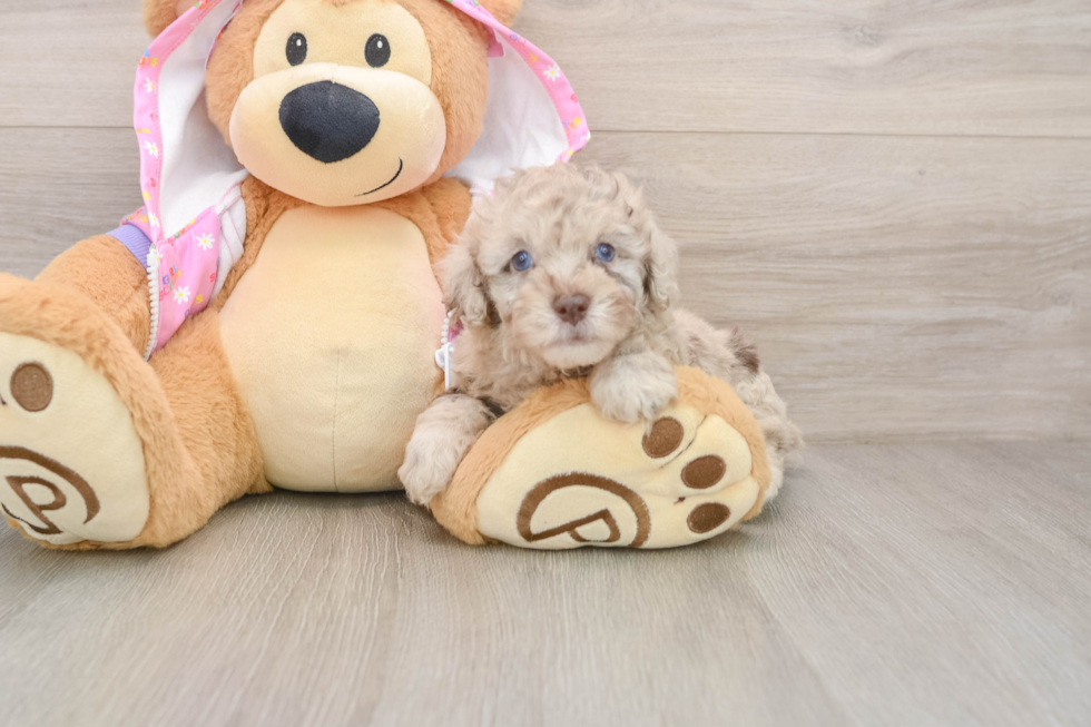 Poodle Pup Being Cute