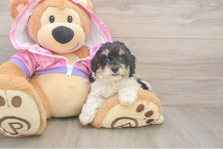 Funny Poodle Purebred Pup