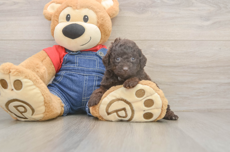 6 week old Poodle Puppy For Sale - Lone Star Pups