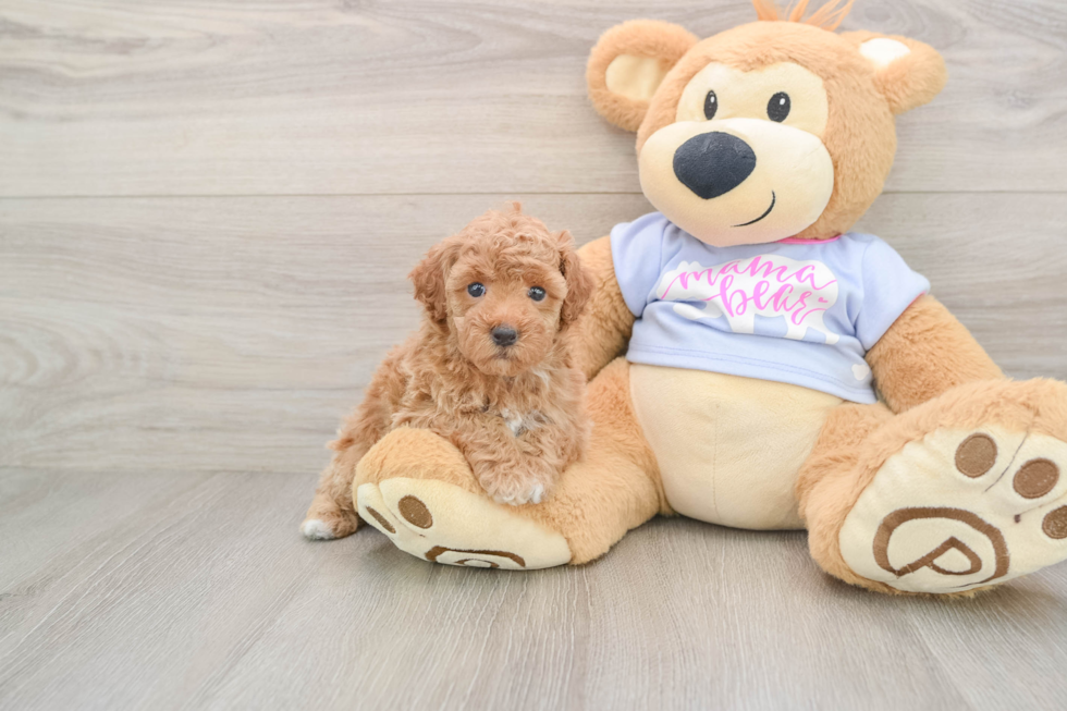 Friendly Poodle Baby