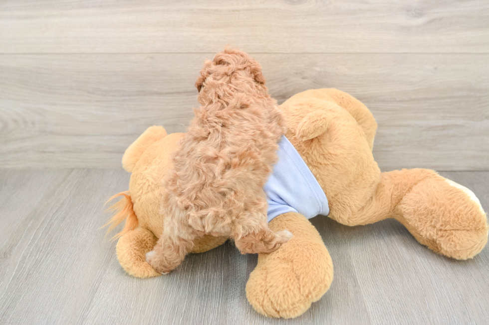 Cute Caniche Purebred Puppy