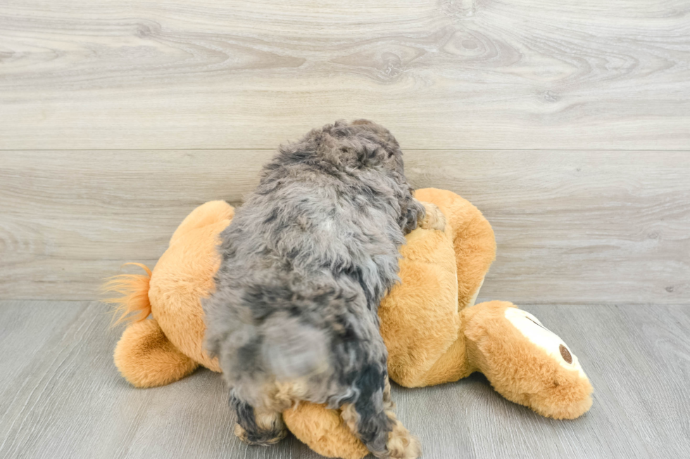 Popular Poodle Purebred Pup