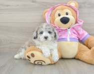 8 week old Poodle Puppy For Sale - Lone Star Pups