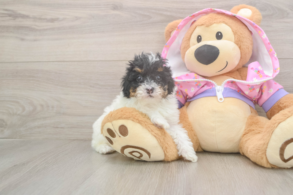 Cute Pudle Purebred Puppy