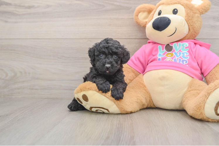 Poodle Puppy for Adoption