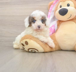8 week old Poodle Puppy For Sale - Lone Star Pups