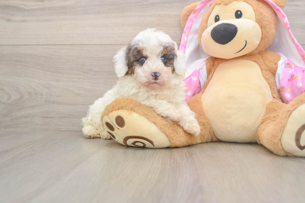 Small Poodle Purebred Pup
