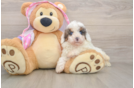 Playful Poodle Baby