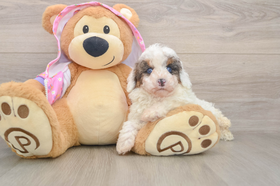 Playful Poodle Baby