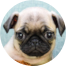 Pug Puppy For Sale - Lone Star Pups