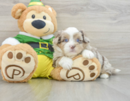 5 week old Saussie Puppy For Sale - Lone Star Pups