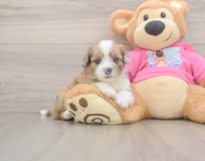5 week old Saussie Puppy For Sale - Lone Star Pups
