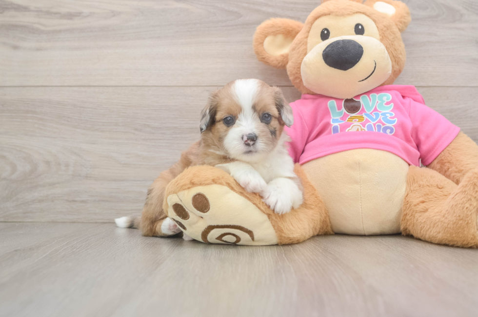 5 week old Saussie Puppy For Sale - Lone Star Pups