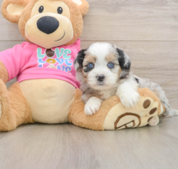 5 week old Saussie Puppy For Sale - Lone Star Pups