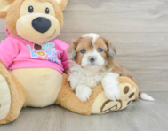 6 week old Saussie Puppy For Sale - Lone Star Pups