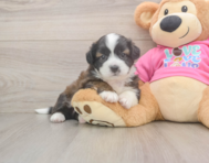5 week old Saussie Puppy For Sale - Lone Star Pups
