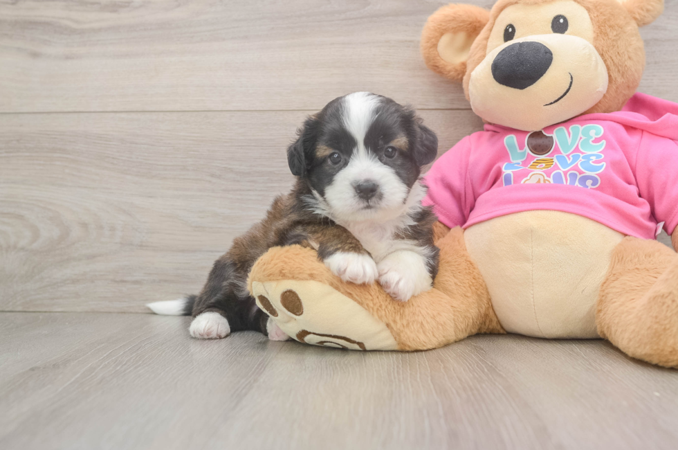 5 week old Saussie Puppy For Sale - Lone Star Pups