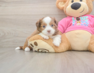 5 week old Saussie Puppy For Sale - Lone Star Pups