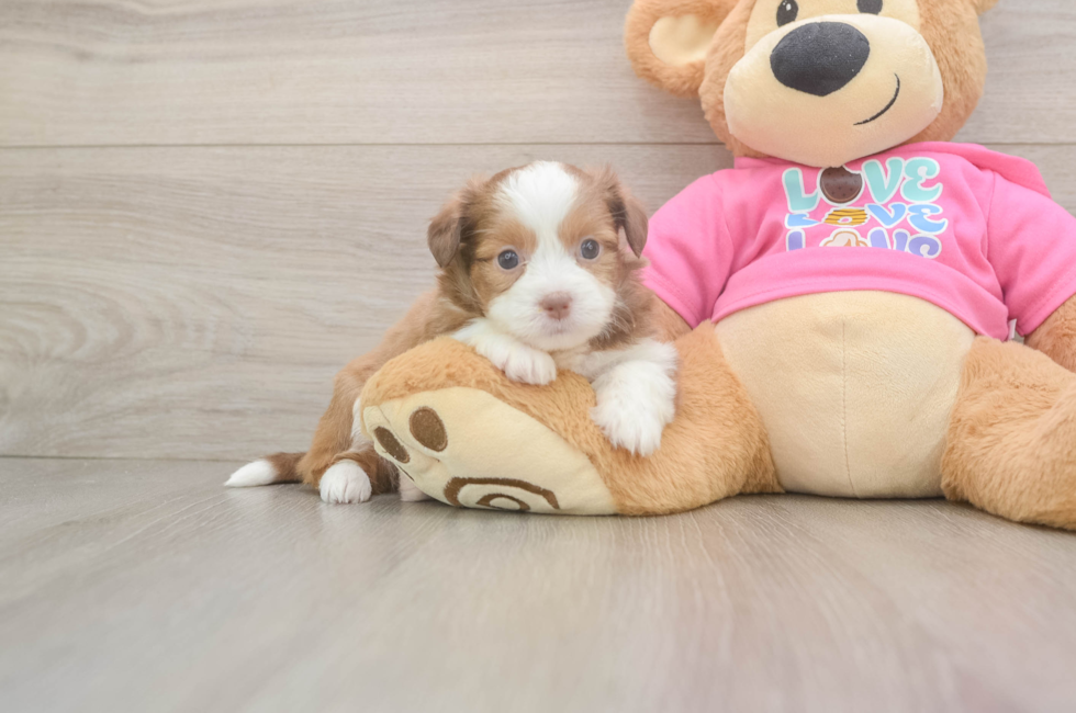 5 week old Saussie Puppy For Sale - Lone Star Pups