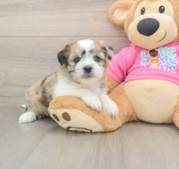 5 week old Saussie Puppy For Sale - Lone Star Pups