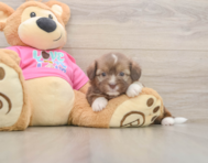 6 week old Saussie Puppy For Sale - Lone Star Pups