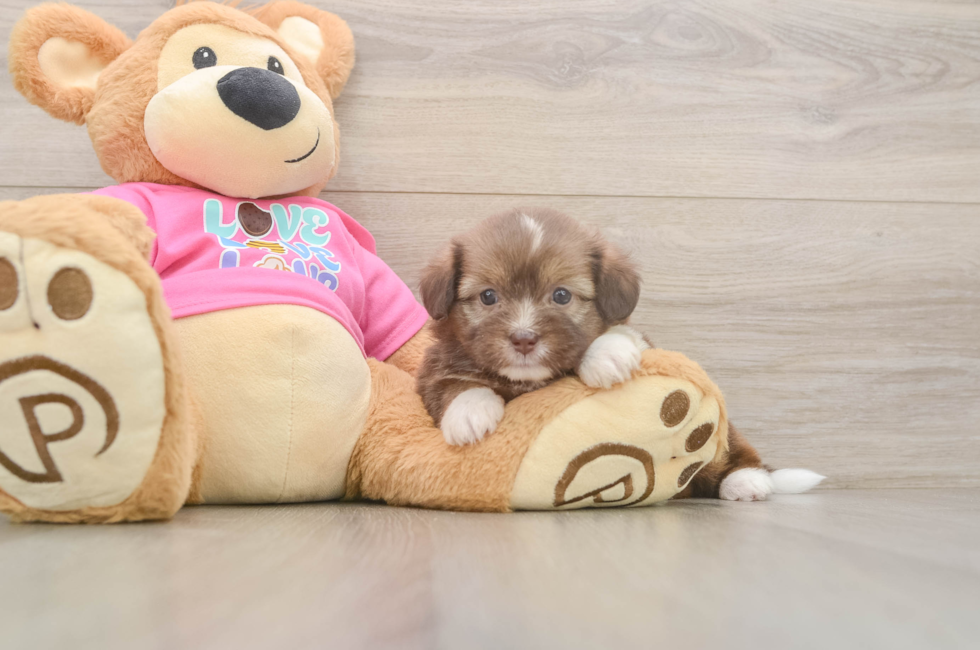 5 week old Saussie Puppy For Sale - Lone Star Pups