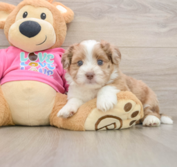 7 week old Saussie Puppy For Sale - Lone Star Pups