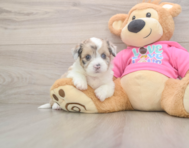 5 week old Saussie Puppy For Sale - Lone Star Pups