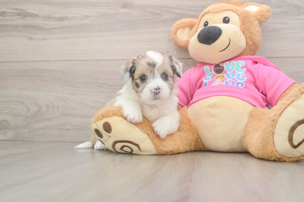 5 week old Saussie Puppy For Sale - Lone Star Pups