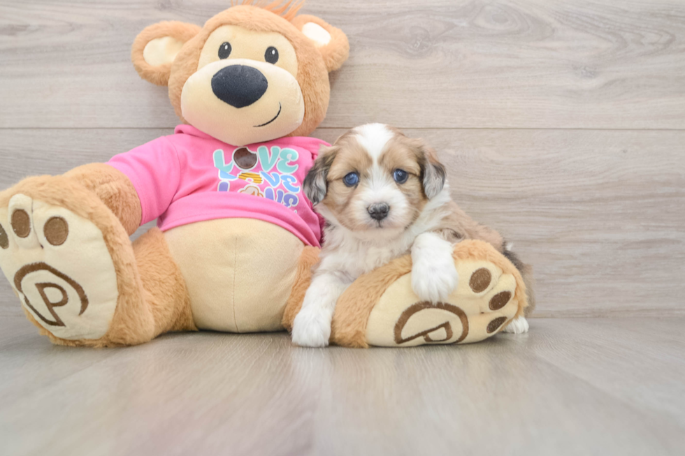 Cute Ausstzu Designer Puppy